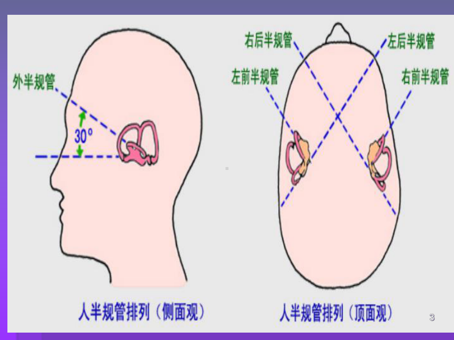 前庭系统医学课件.ppt_第3页