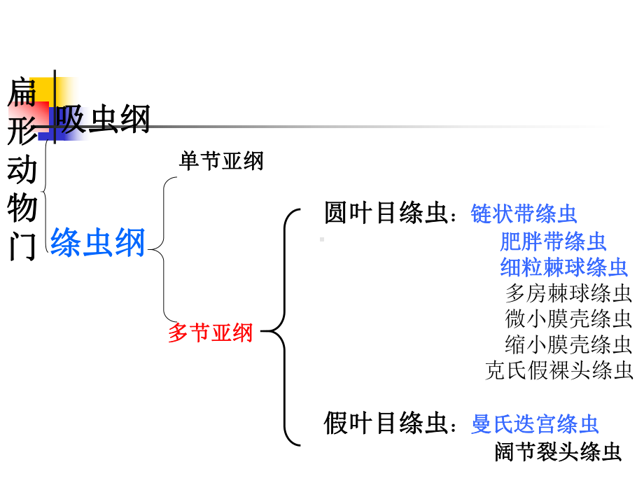 医学寄生虫学课件：绦虫(-有包虫).ppt_第2页