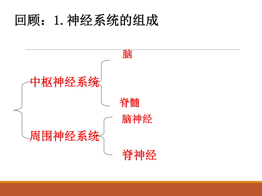 人教版高中生物必修3第2章第1节通过神经系统的调节-课件(共66张).ppt_第3页