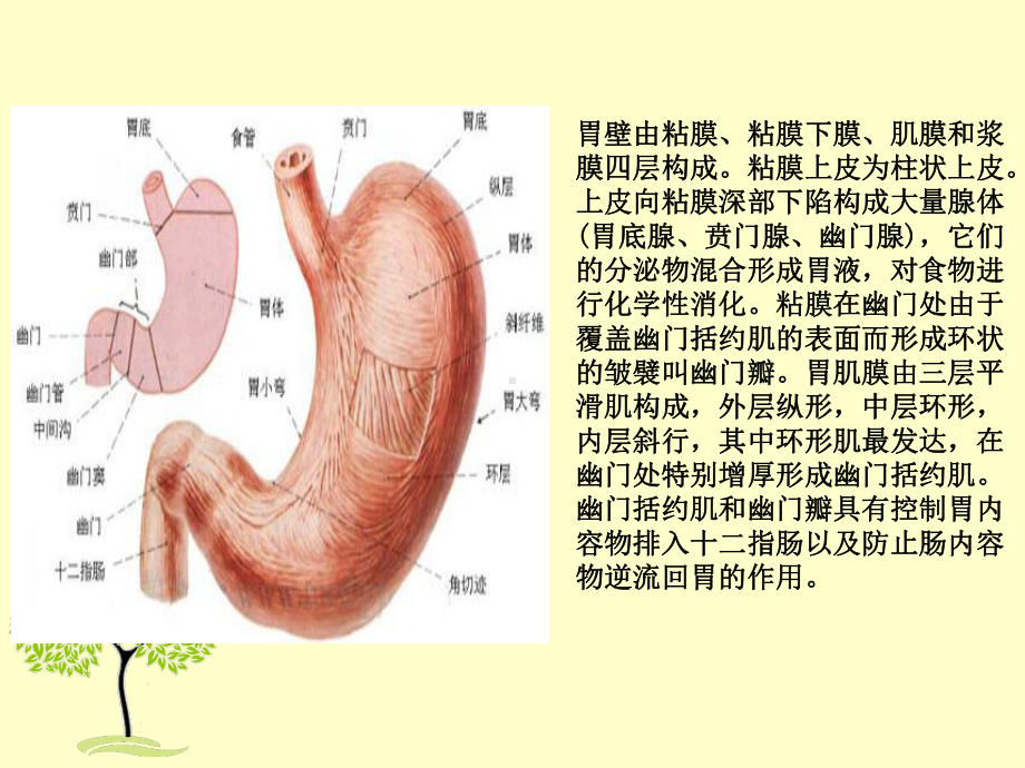 倾倒综合征课件.ppt_第3页