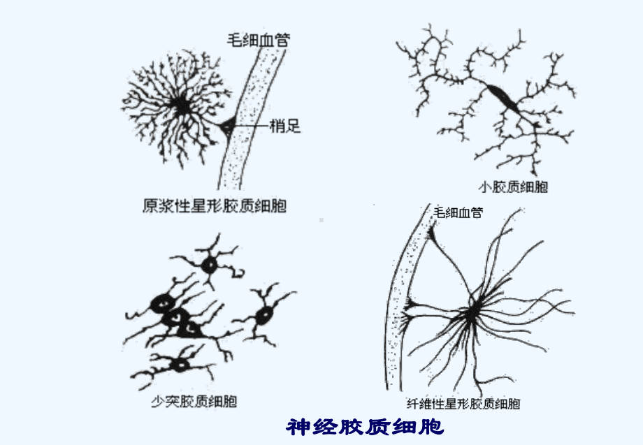 十四章-神经系统课件.ppt_第3页