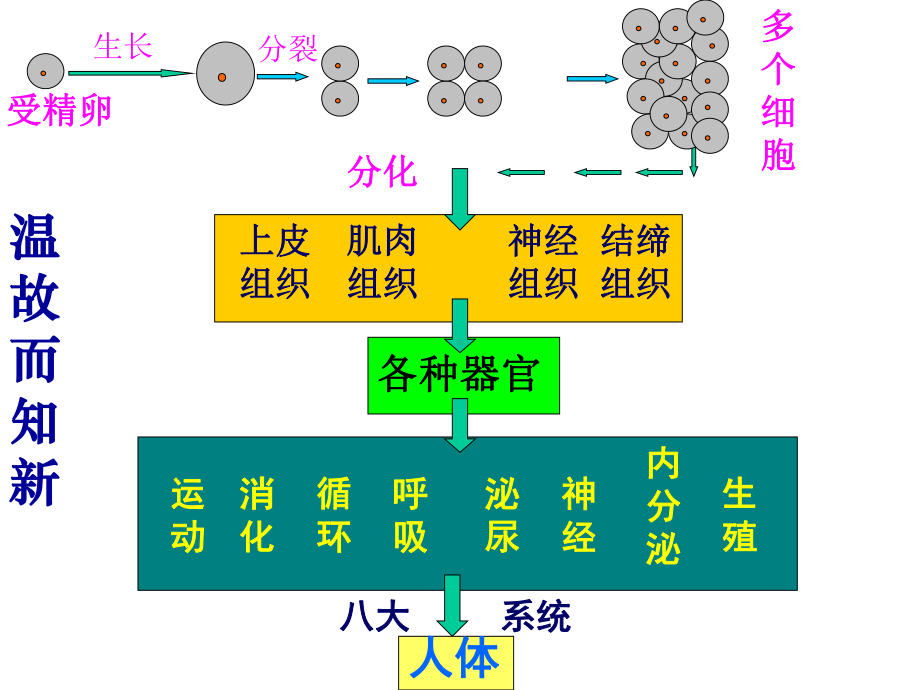 七生上课件《植物体的结构层次》.ppt_第3页