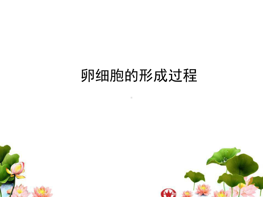 卵细胞的形成-课件.ppt_第3页