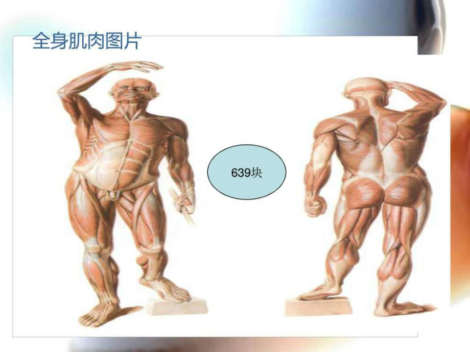 全身肌肉记忆方法--课件.ppt_第3页