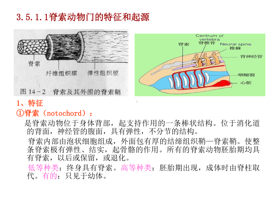 动物生物学352脊索动物门和圆口纲课件.ppt_第3页