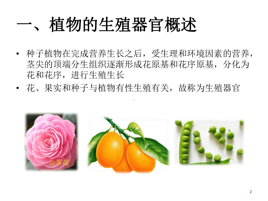 任务三植物生殖器官的识别课件.ppt_第2页