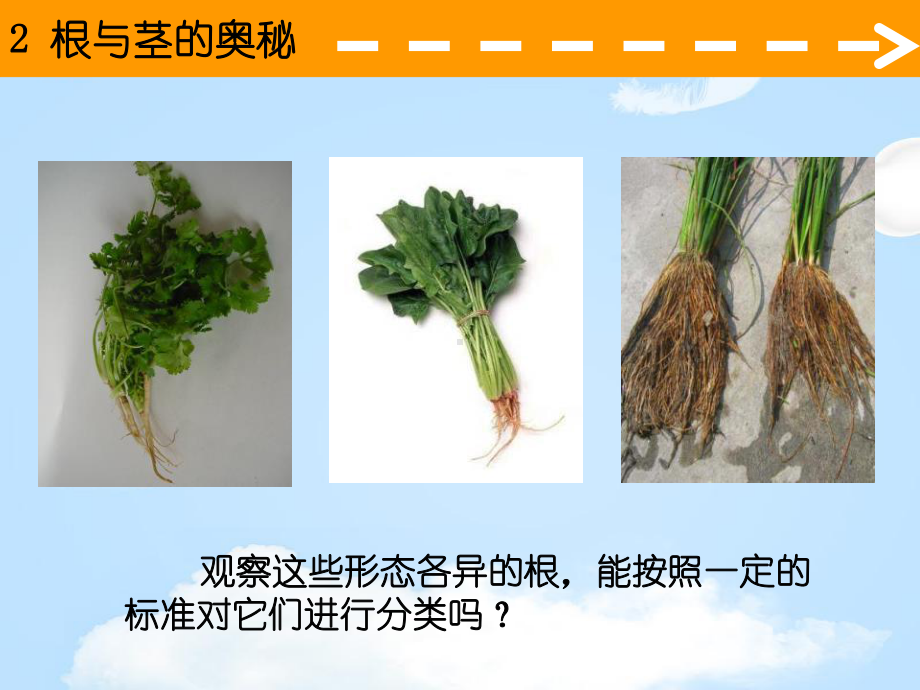 《根与径的奥秘》植物生活的秘密课件.pptx_第3页