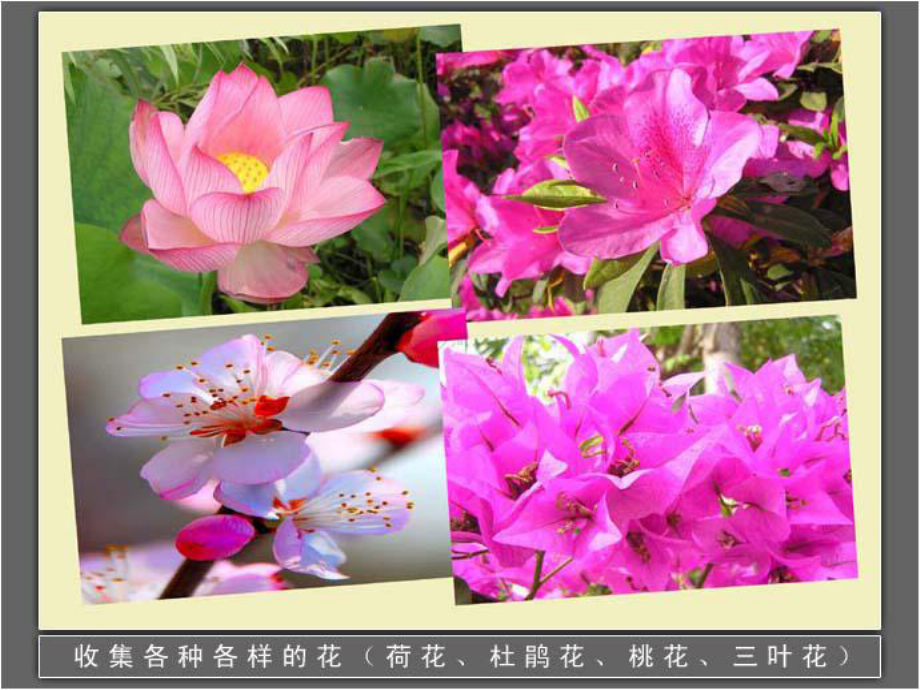 《各种各样的花》观察课件.ppt_第3页