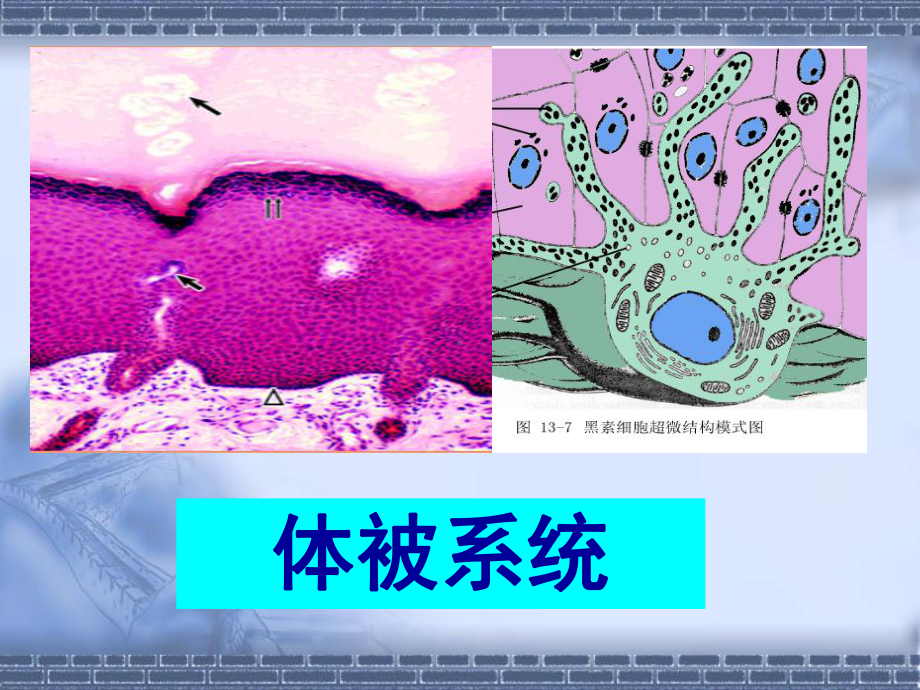 体被系统-组织学和胚胎学课件.ppt_第1页