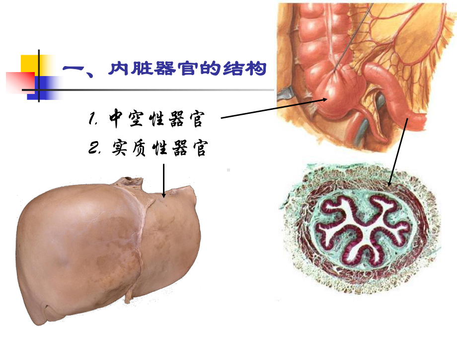 内脏学消化系统课件.ppt_第3页