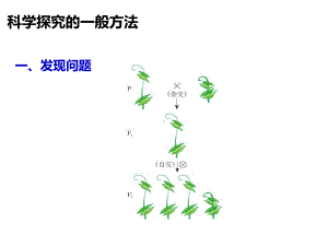 人教版高中生物必修2课件1-1-孟德尔豌豆杂交实验一(第二课时)课件.ppt