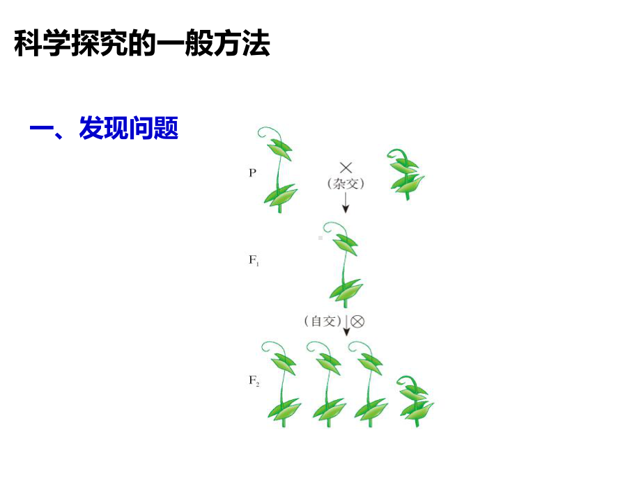 人教版高中生物必修2课件1-1-孟德尔豌豆杂交实验一(第二课时)课件.ppt_第1页