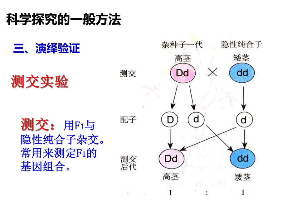 人教版高中生物必修2课件1-1-孟德尔豌豆杂交实验一(第二课时)课件.ppt_第3页