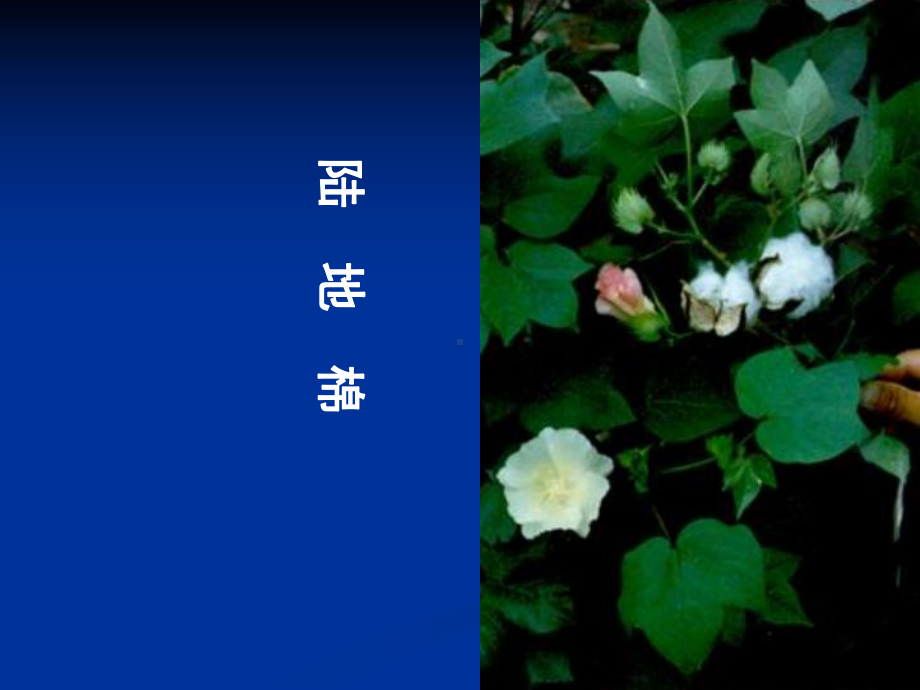 《被子植物分科》课件.ppt_第3页