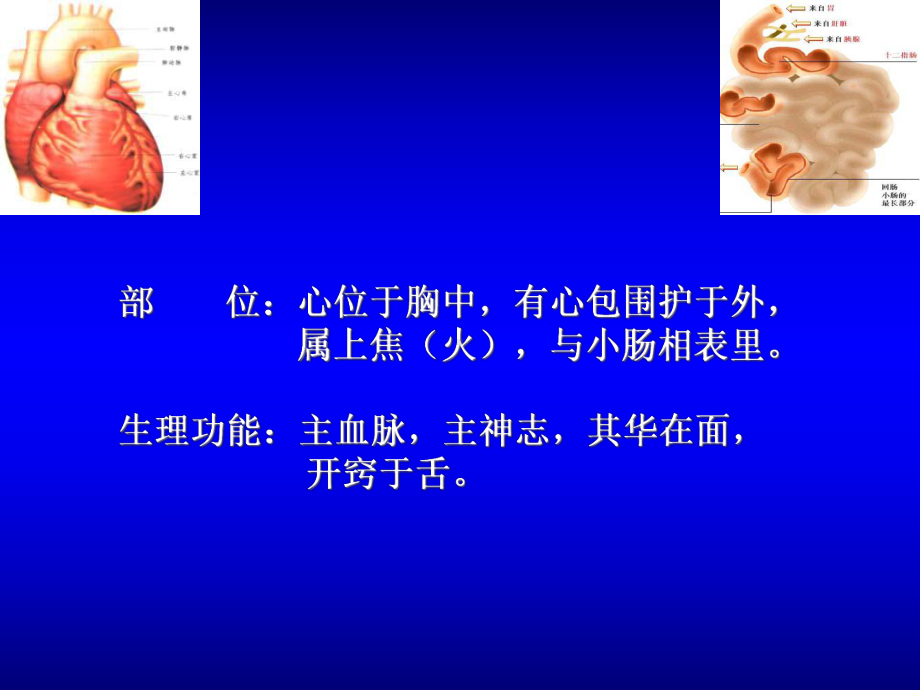 《心与小肠》课件.ppt_第2页