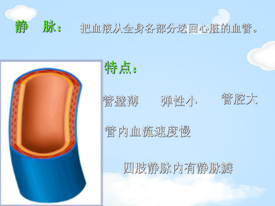 《血液循环》课件.pptx_第3页