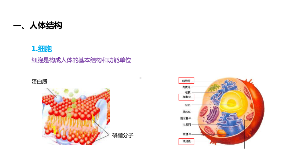 公共营养师课(医学基础)课件.ppt_第2页