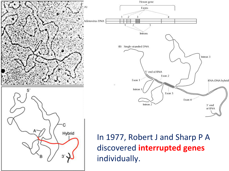 分子生物学课件chapter7RNA转录.ppt_第2页