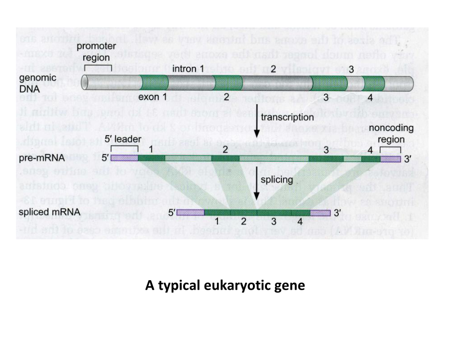 分子生物学课件chapter7RNA转录.ppt_第3页