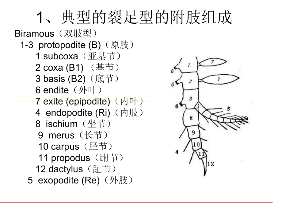 动物学甲壳纲课件.ppt_第3页