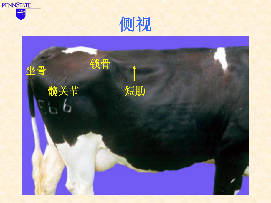 体况评分课件.ppt_第2页