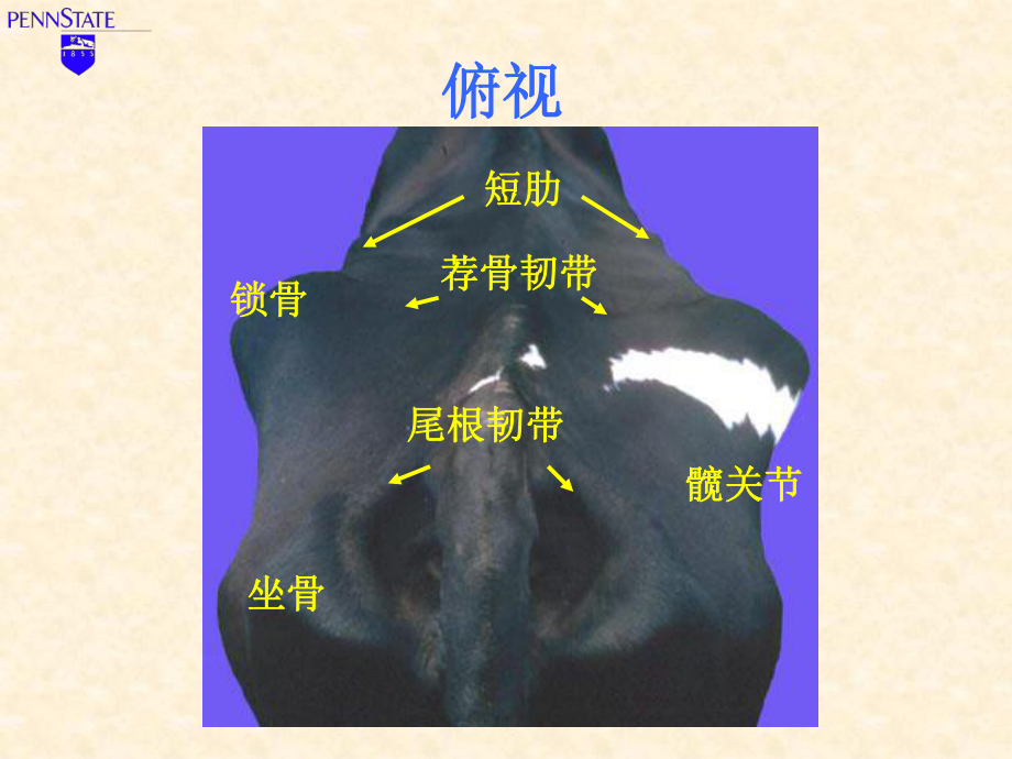 体况评分课件.ppt_第3页