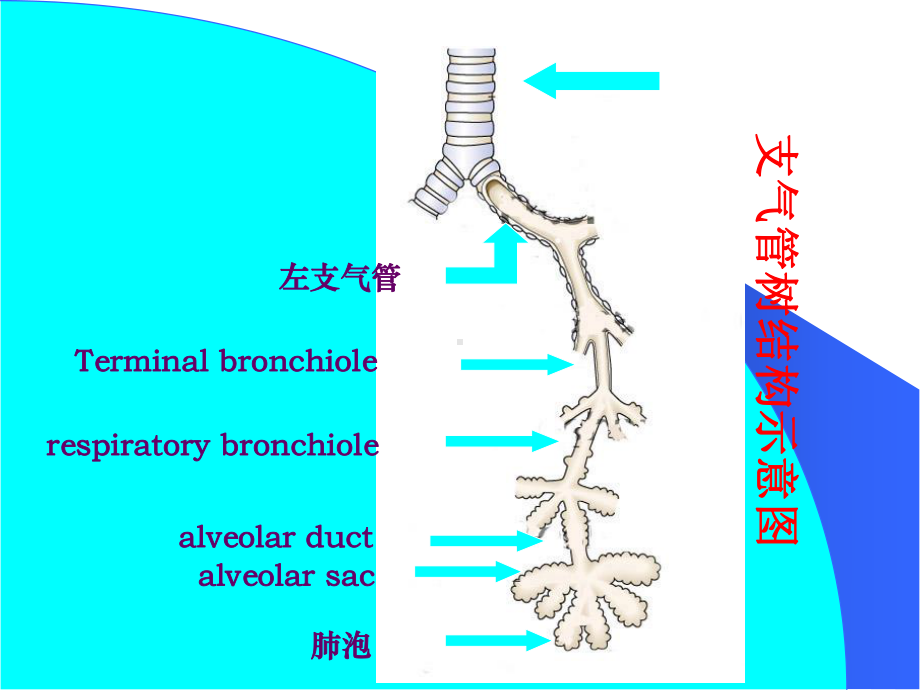 呼吸系疾病课件.ppt_第3页