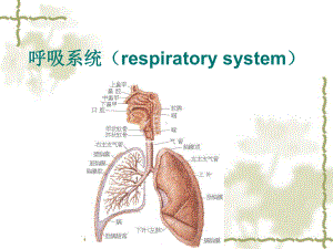 动物生理学3呼吸课件.ppt