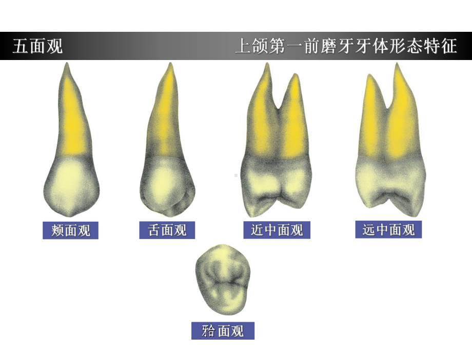 上颌第一前磨牙牙体形态简述课件.ppt_第3页