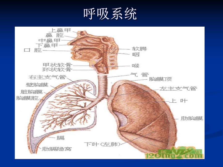 呼吸系统常见疾病药物治疗指南课件.ppt_第2页