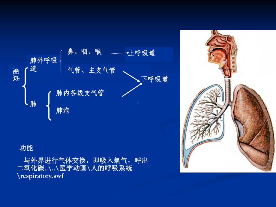 呼吸系统常见疾病药物治疗指南课件.ppt_第3页