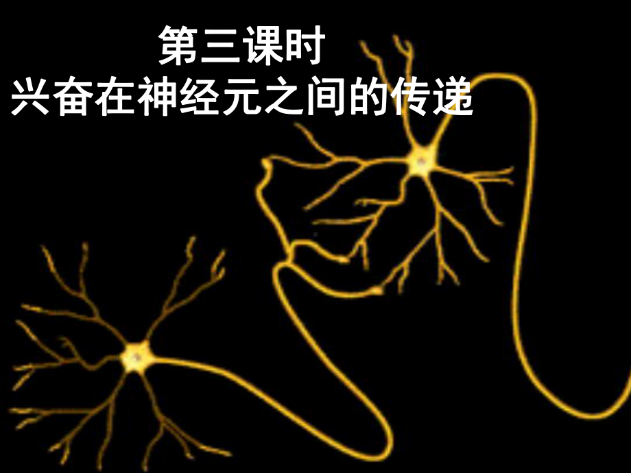 兴奋在神经元之间的传递教学课件.ppt_第1页