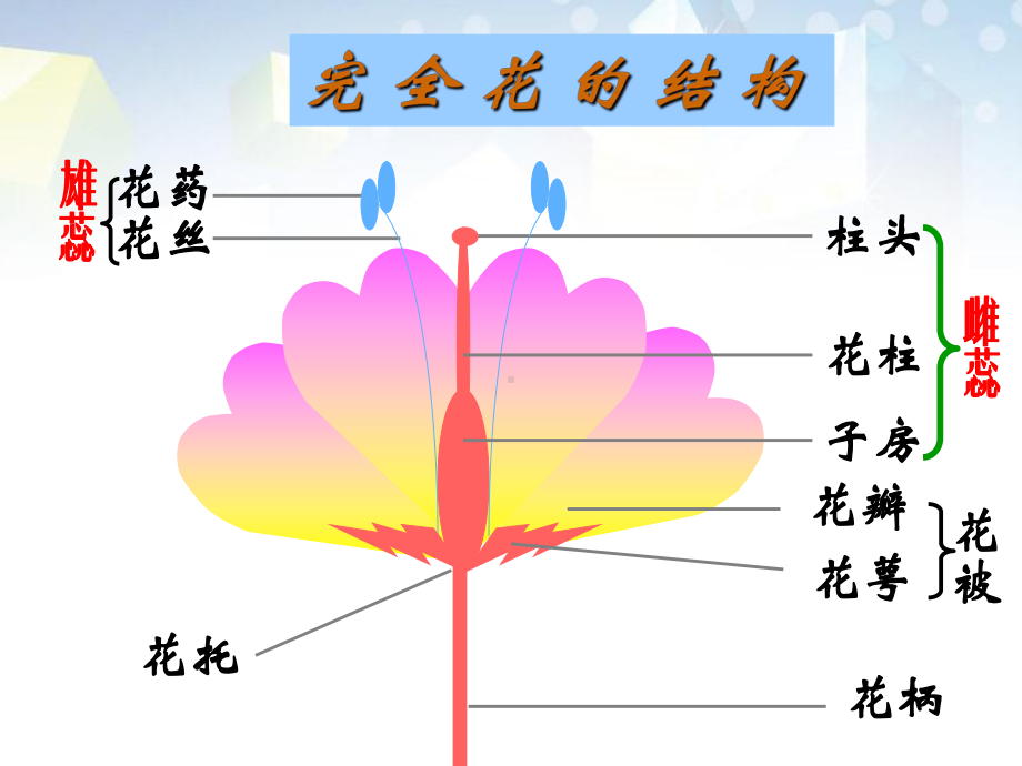 《植物的生殖方式》-课件.pptx_第3页