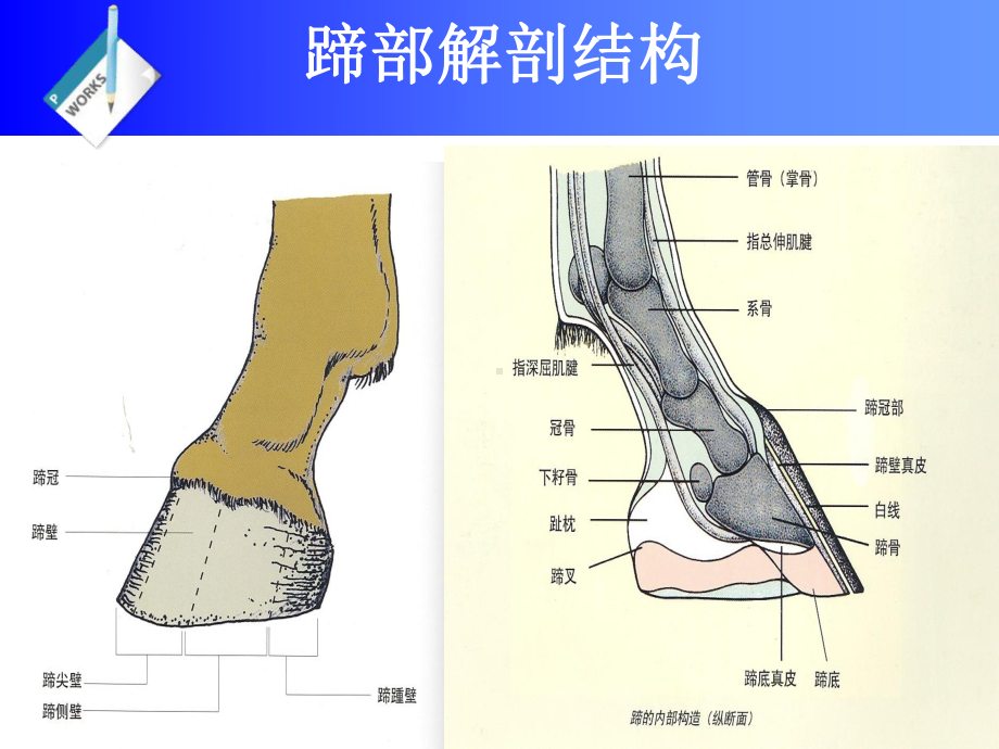 兽医外科学马骡的蹄病课件.ppt_第3页