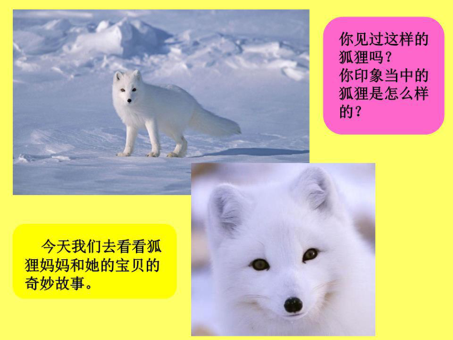 《小狐狸买手套》课件.ppt_第1页