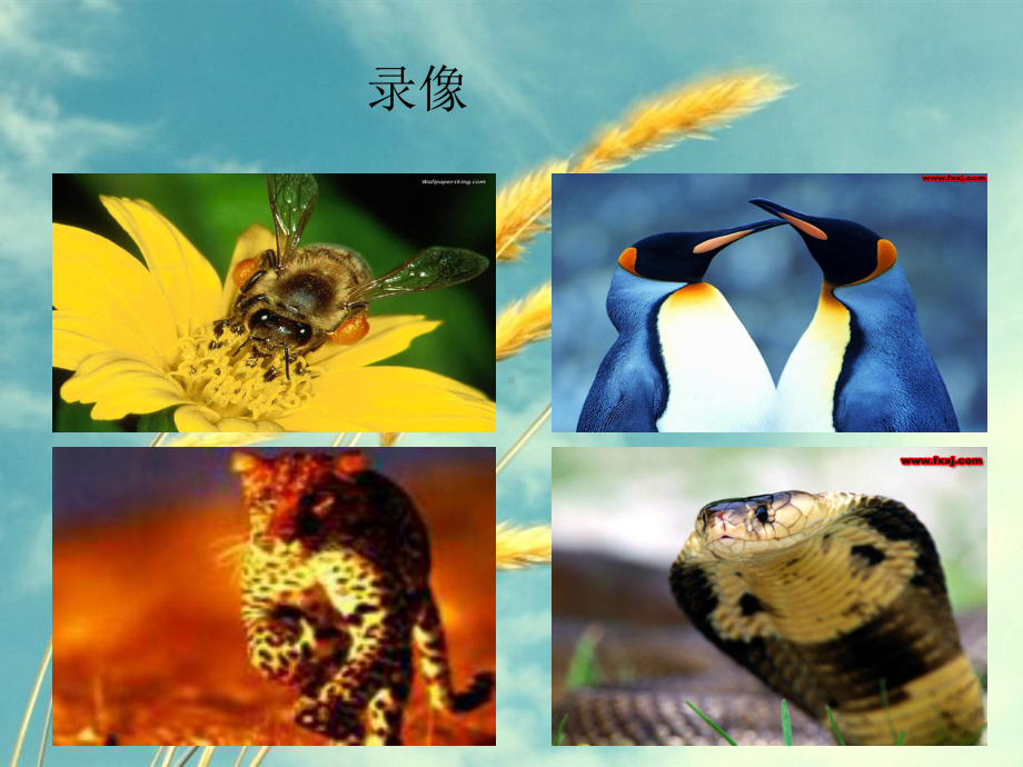 动物在生物圈中的作用课件22-北师大版精选课件.ppt_第3页