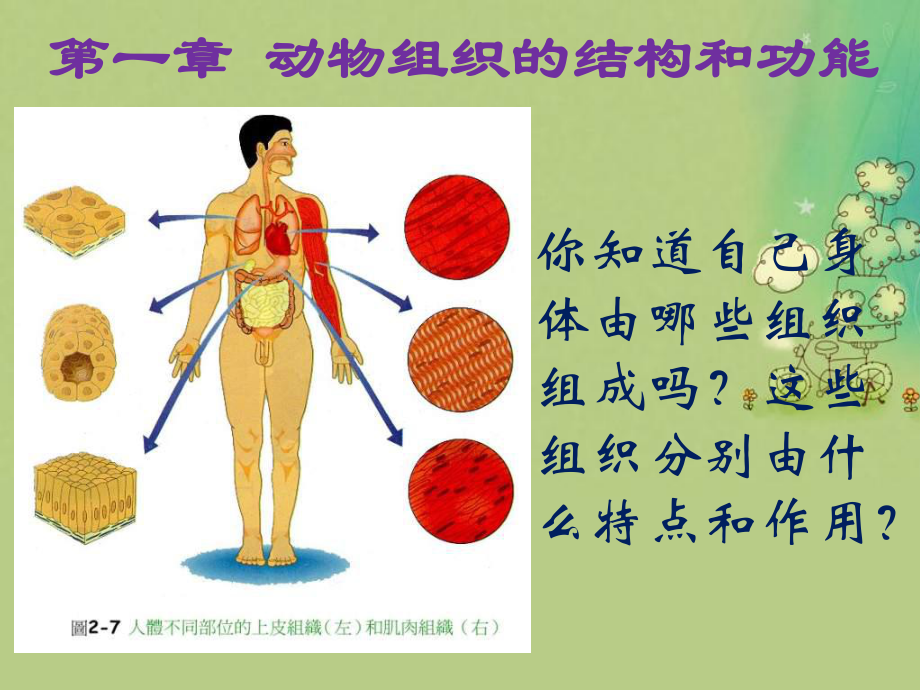 上皮组织教学课件.ppt_第1页