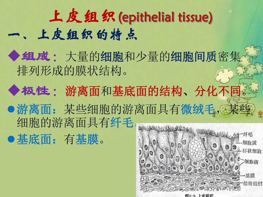 上皮组织教学课件.ppt_第3页