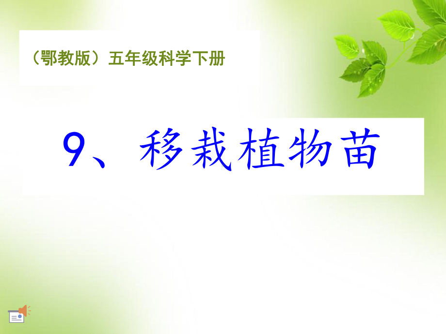 《移栽植物苗》教学课件.ppt_第1页