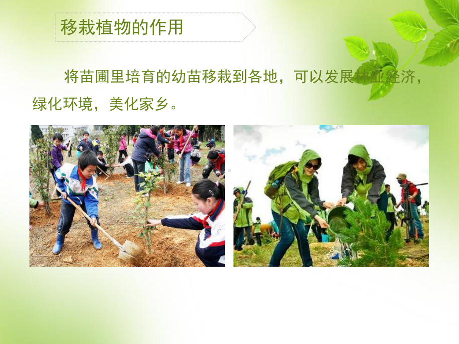 《移栽植物苗》教学课件.ppt_第3页