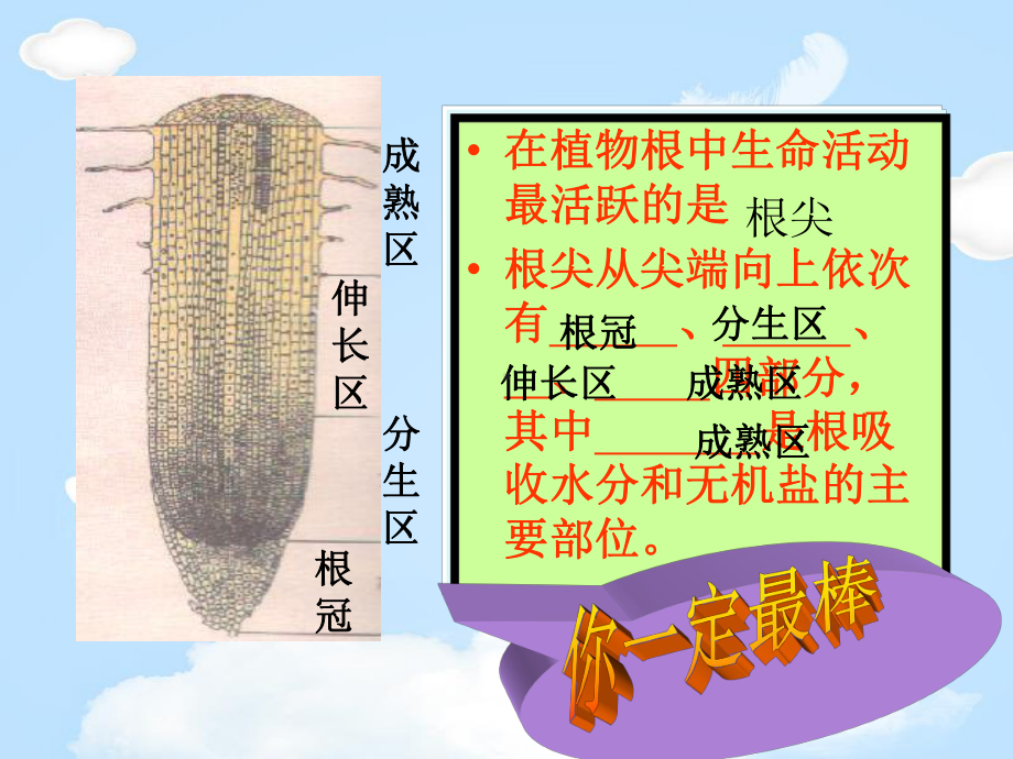 《植物生长需要水和无机盐》课件.pptx_第3页