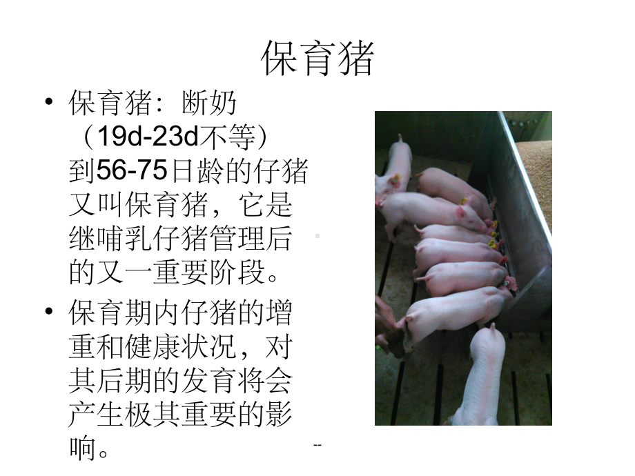 保育仔猪的饲养和管理课件.ppt_第3页