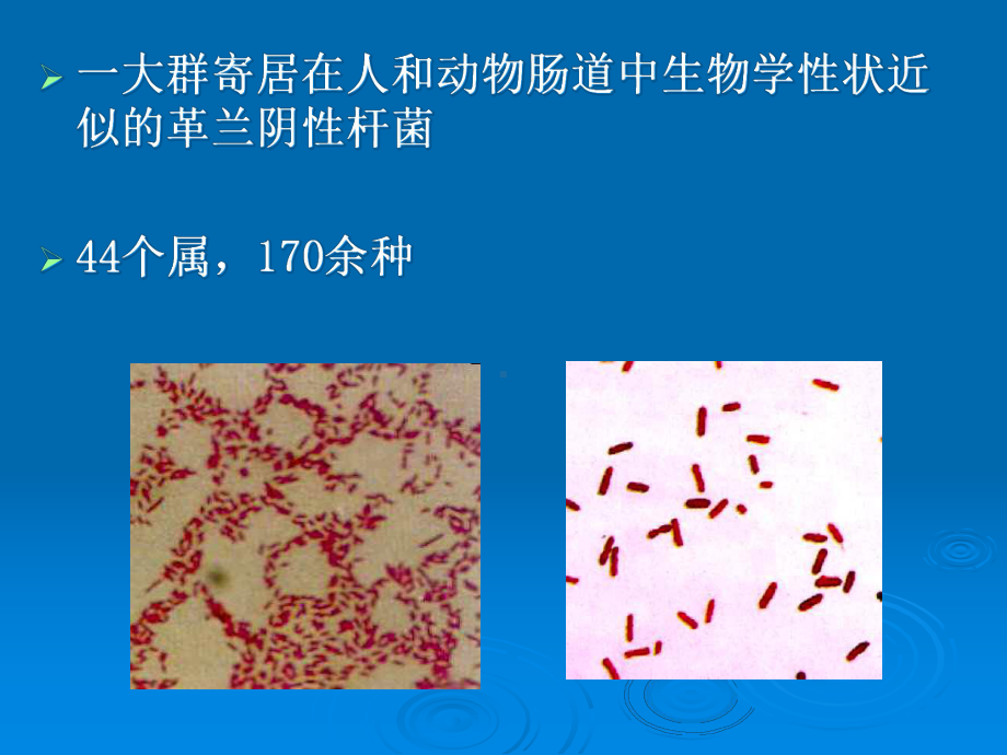 医学微生物学-第10章-肠杆菌科课件.ppt_第2页