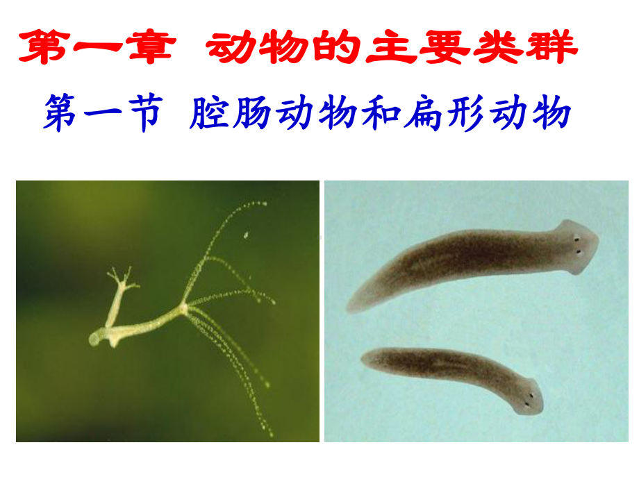 -腔肠动物和扁形动物课件.ppt_第1页