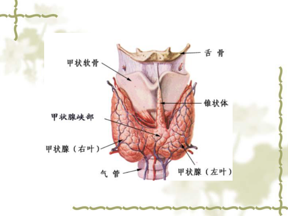 内科学课件甲亢.ppt_第3页