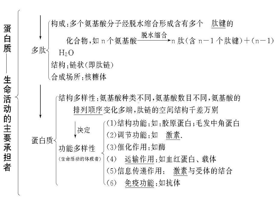 一轮复习生命活动的主要承担者蛋白质课件.ppt_第3页