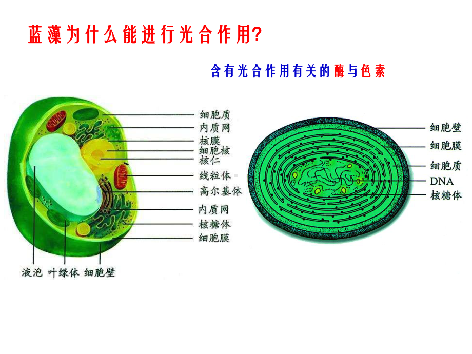 《光合作用》专题复习课件.ppt_第3页