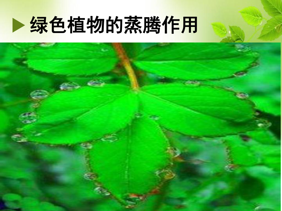 《绿色植物的三大作用》教学课件.ppt_第2页