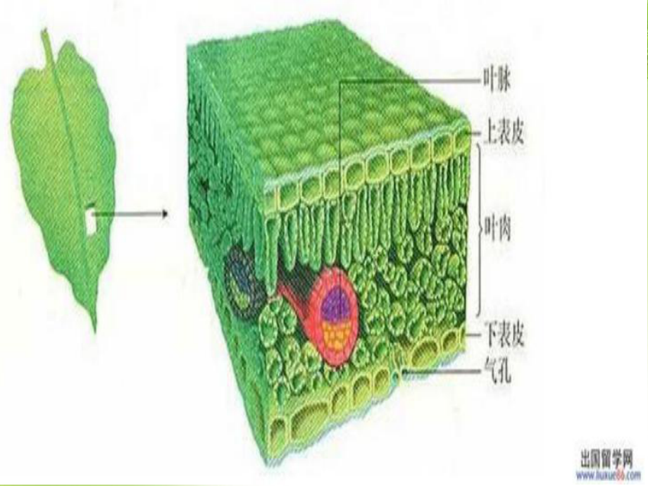 《绿色植物的三大作用》教学课件.ppt_第3页