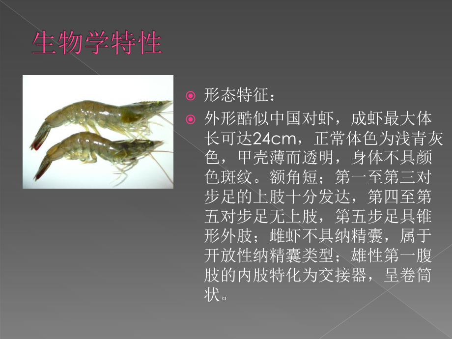 南美白对虾分解课件.ppt_第2页